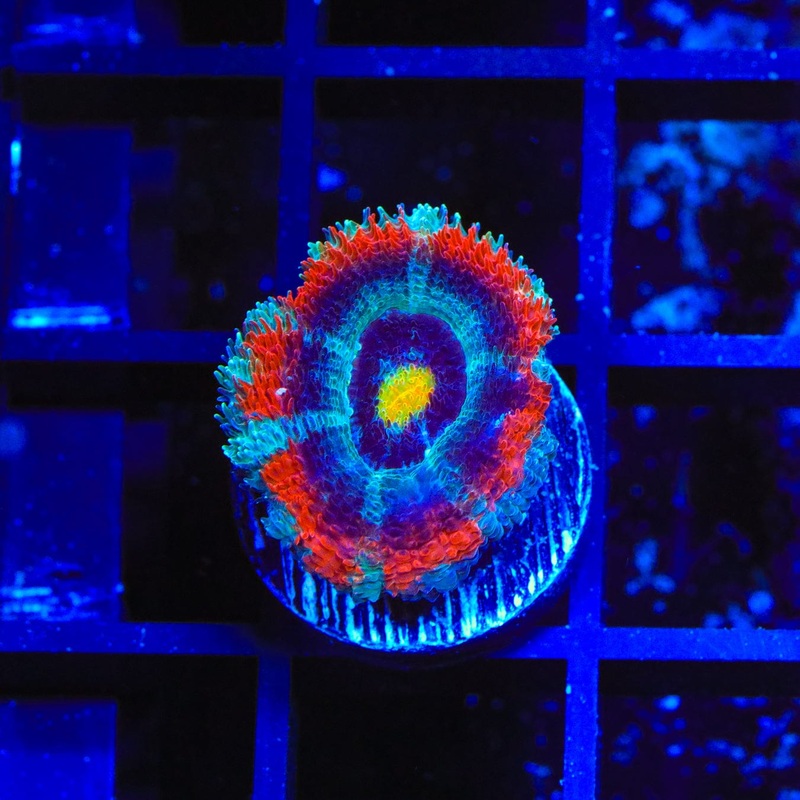 TSA Solar Blast Acan Coral