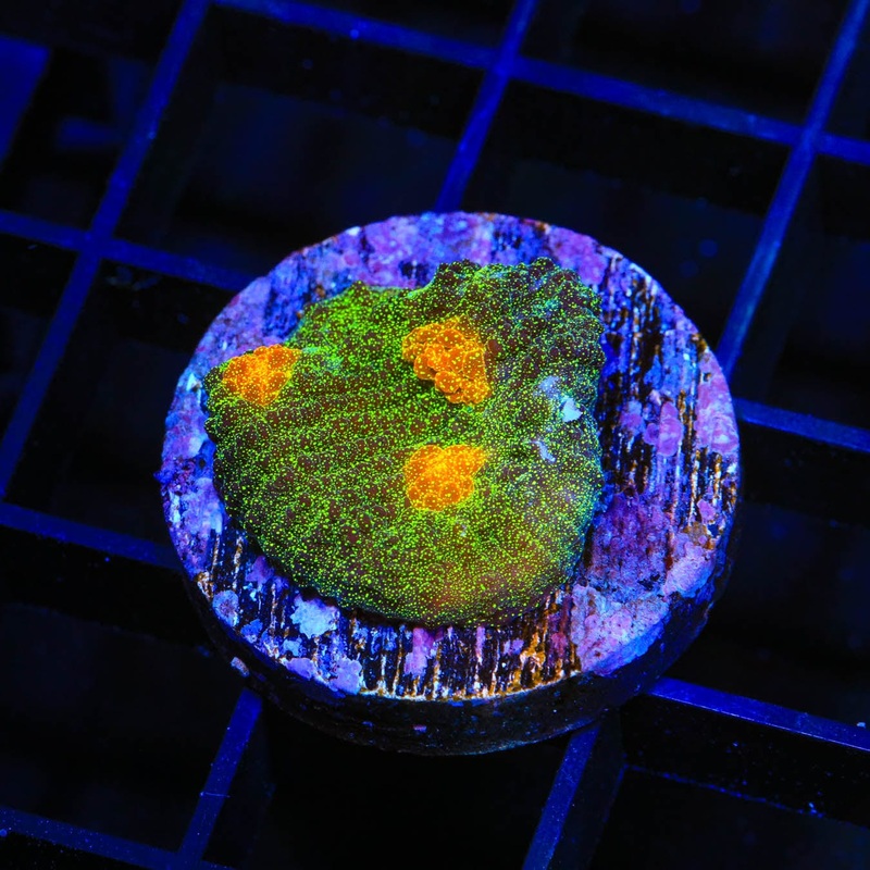 TSA Sparkle Invader Chalice Coral