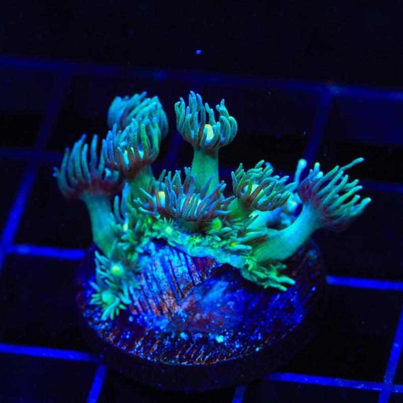 TSA Star Gazer Goniopora Coral
