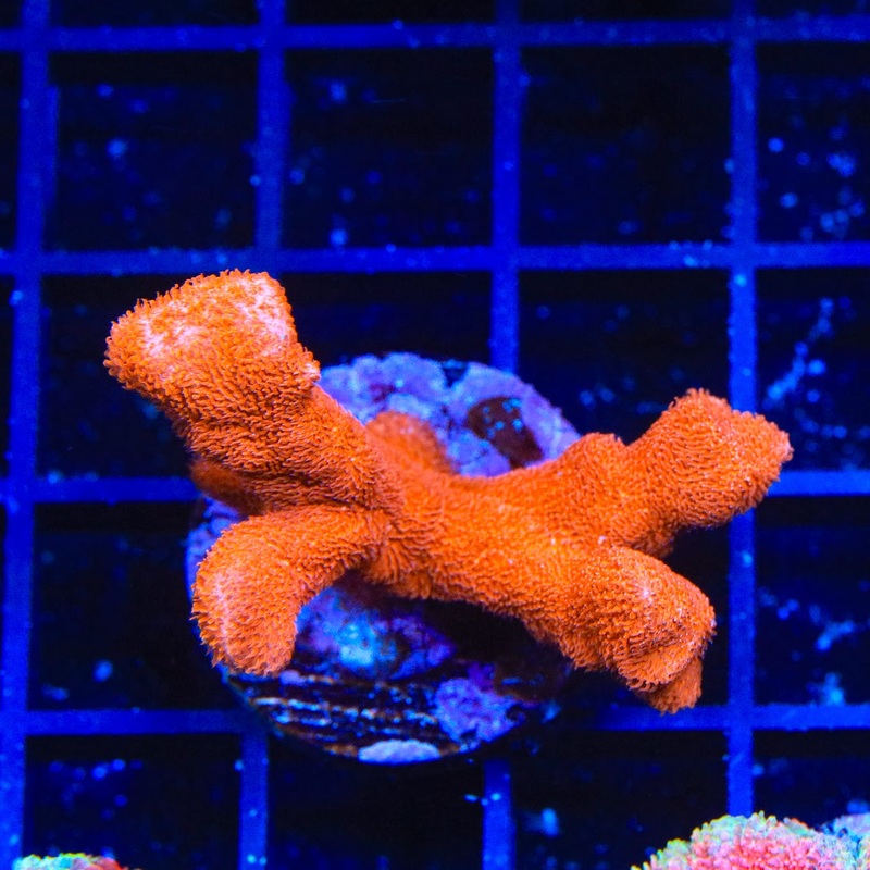 TSA Sunrise Psammocora Coral