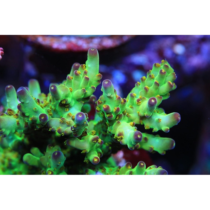 TSA Taj Mahal Acropora Coral