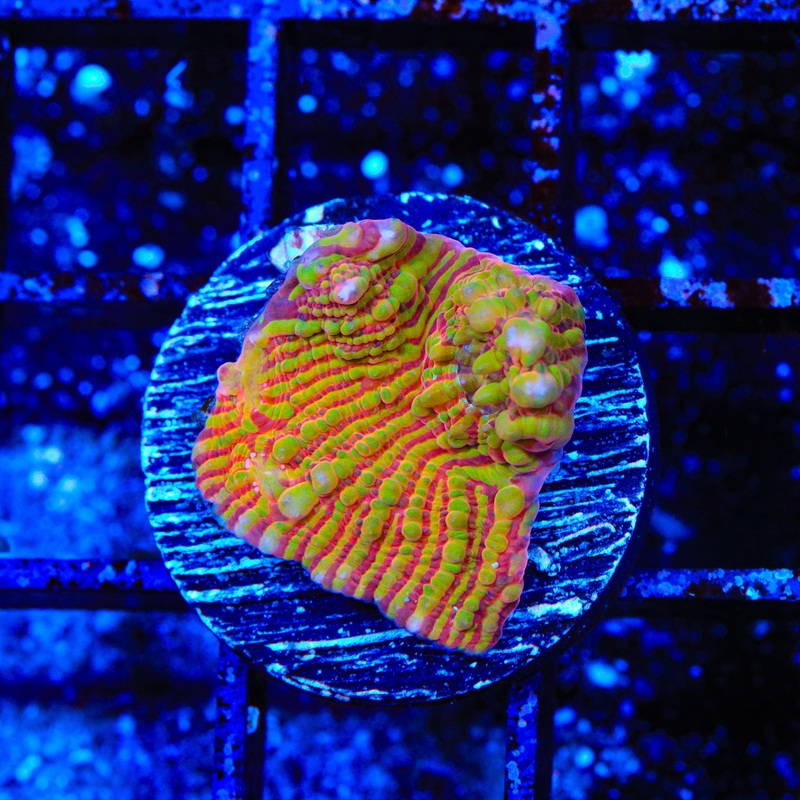 TSA Tropic Orange Convict Chalice Coral