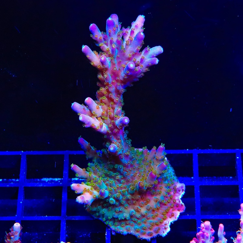 TSA Twisted Sister Acropora XL Frag Coral