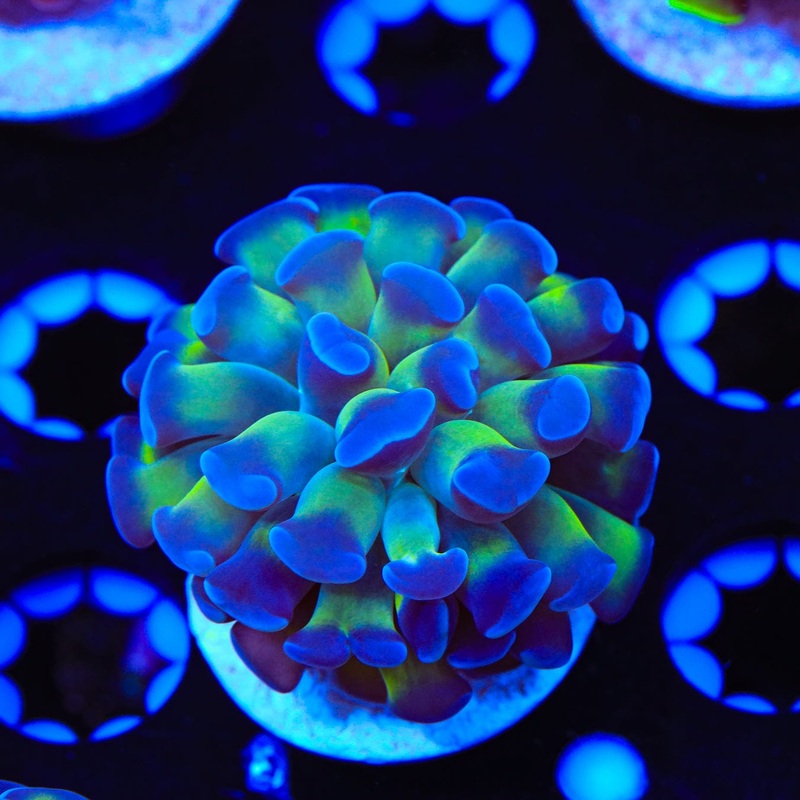 Bicolor Hammer Coral