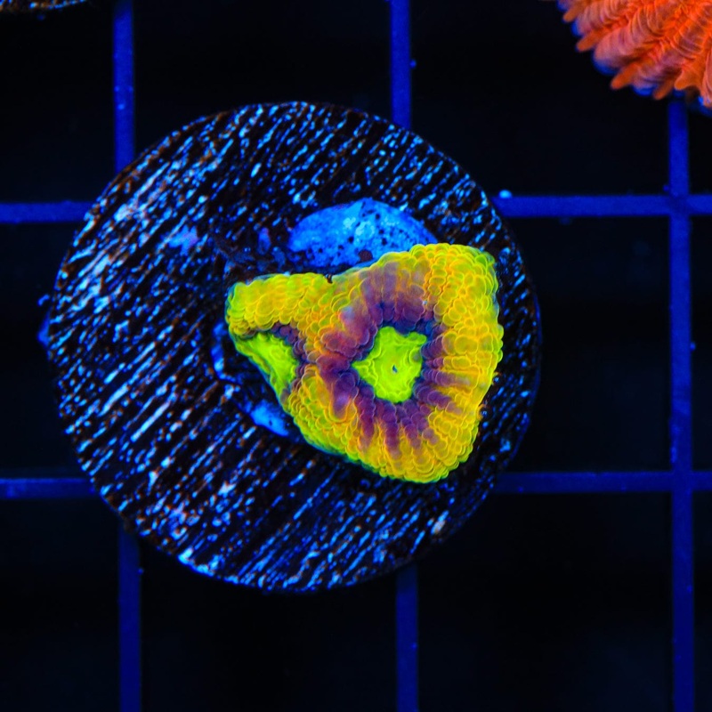 Dragon Soul Favia Coral