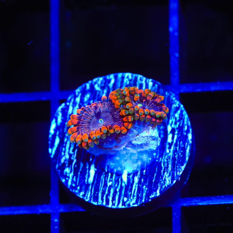 Fairy Fart Zoanthids Coral
