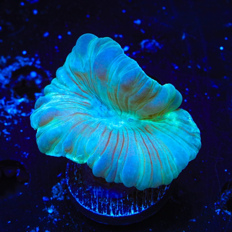 Fox Coral