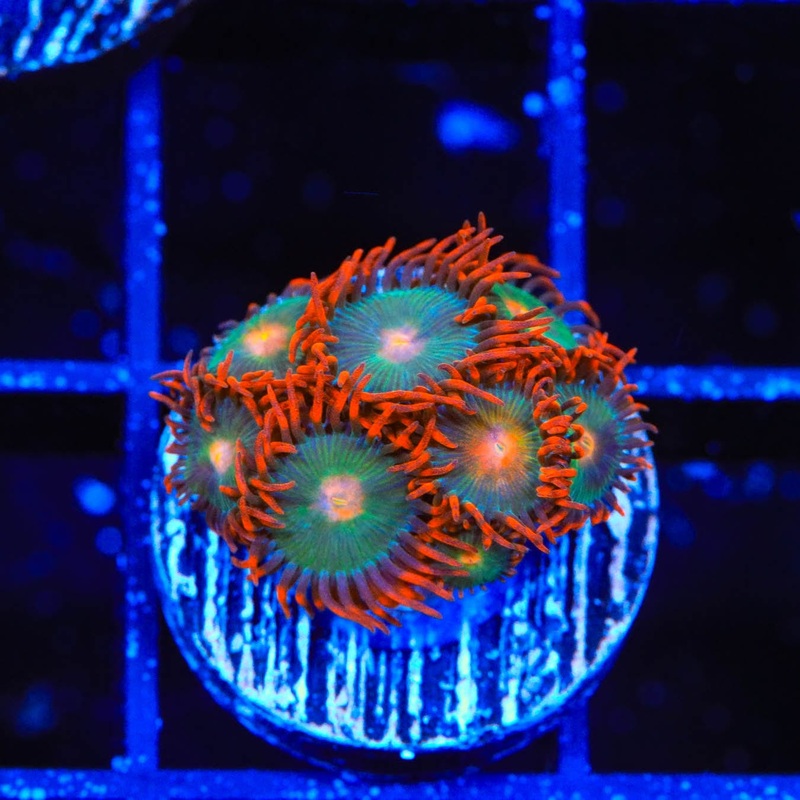 Gatorade Zoanthids Coral