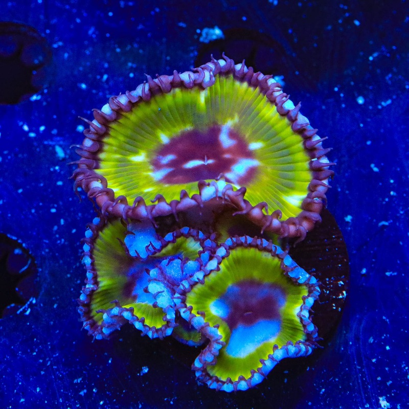 Grande Palythoa Coral