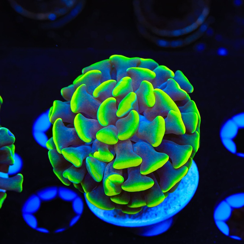 Green Tip Hammer Coral