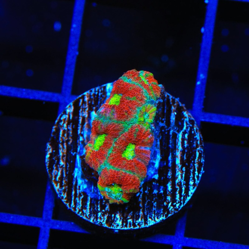 Heat Stroke Acan Coral