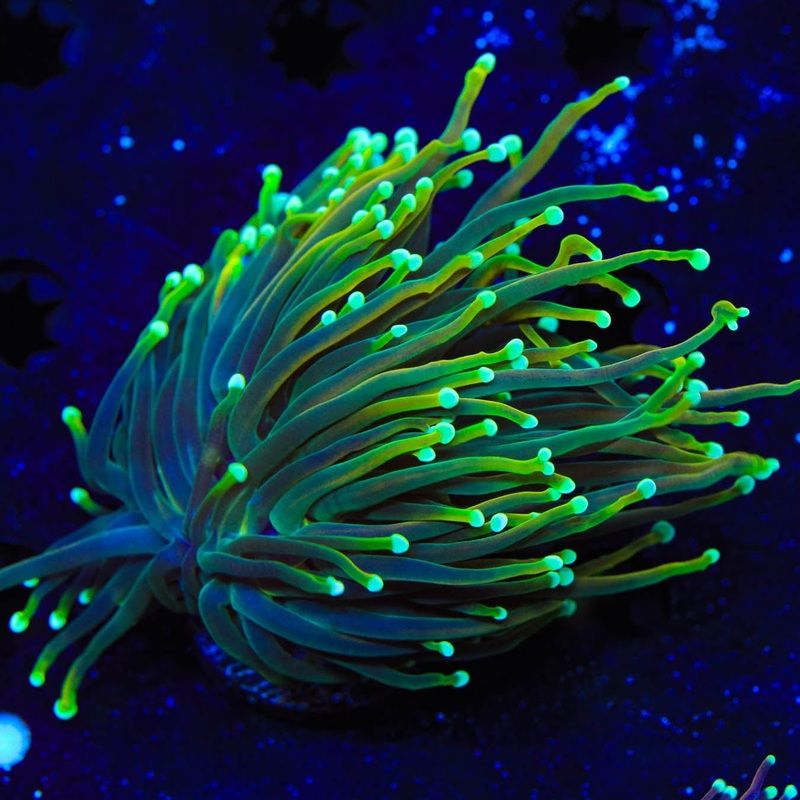 Indo Gold Torch Coral