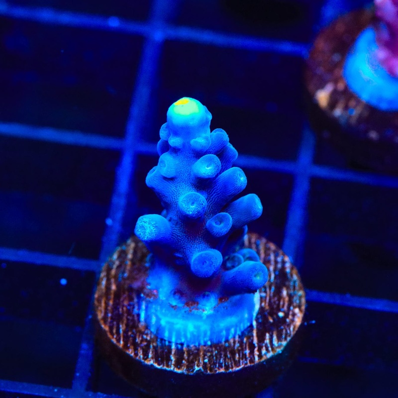 Jake Adams Immortal Tort Acropora Coral