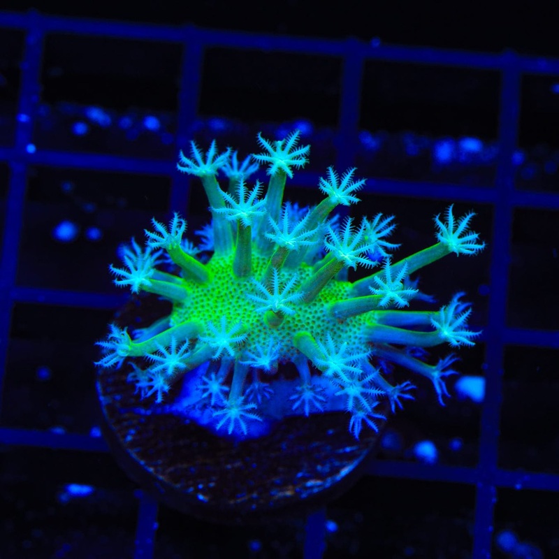 Japanese Green Toadstool Leather Coral