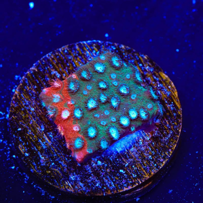 JF Fender Bender Cyphastrea Coral