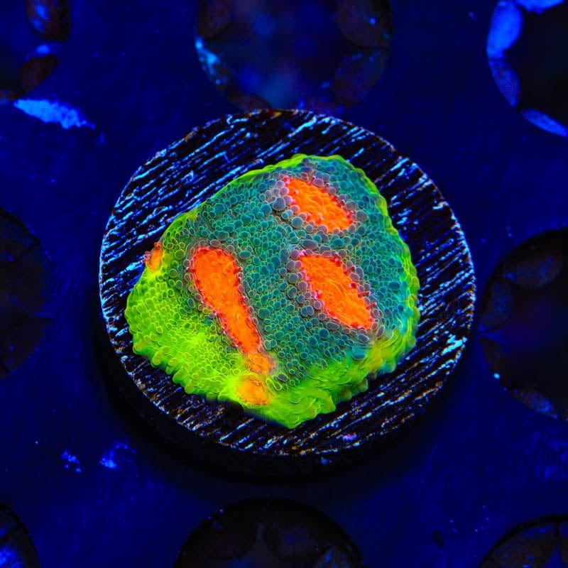 JF My Miami Chalice Coral
