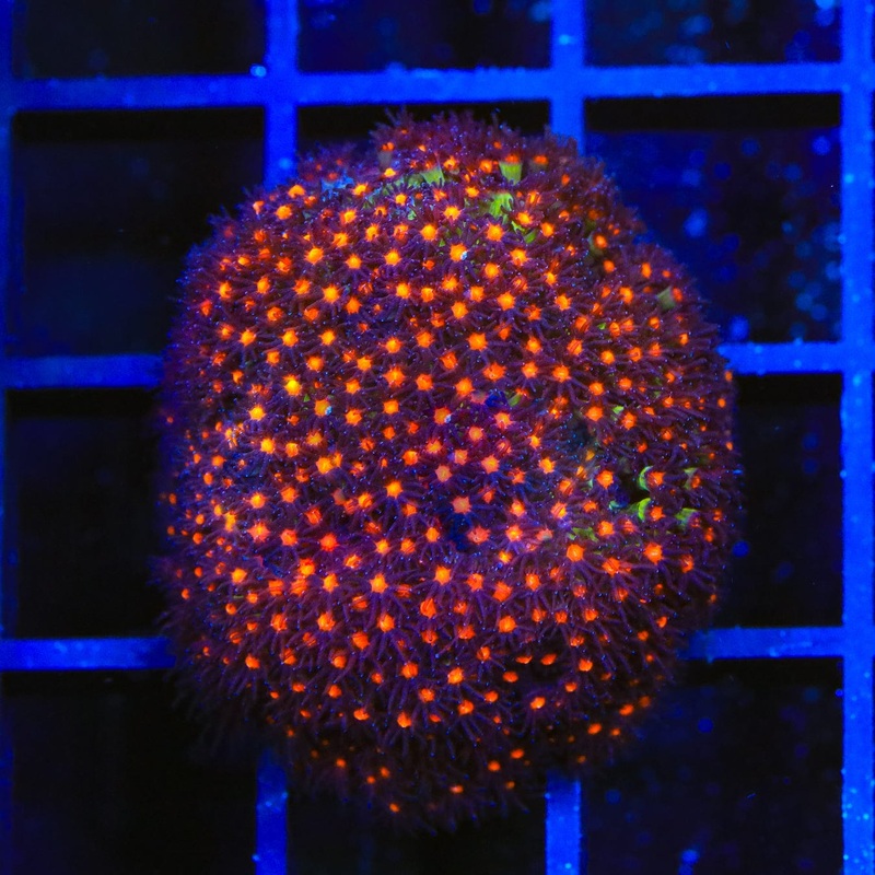 JF Sunset Stylocoeniella Coral