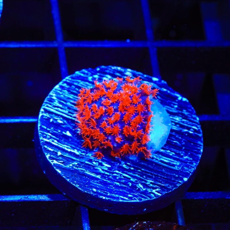 JF Superman Stylocoeniella Coral