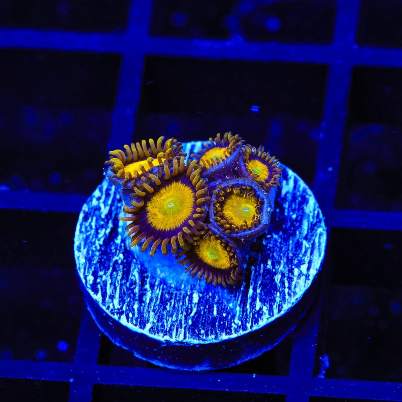 King Midas Zoanthids Coral
