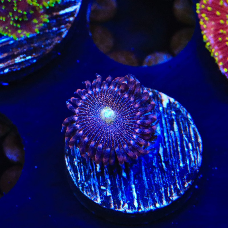 Mohawk Zoanthids Coral