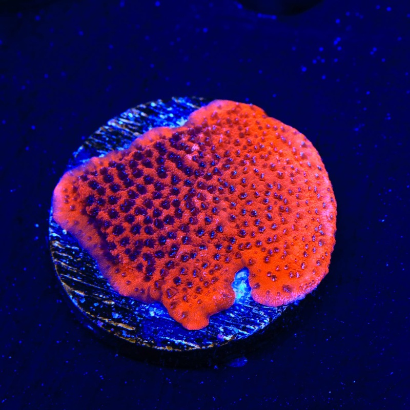 Mystic Sunset Montipora Coral