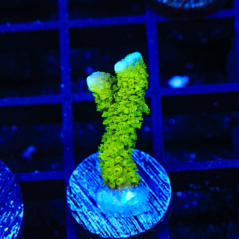 Neon Green Digitata Montipora Coral