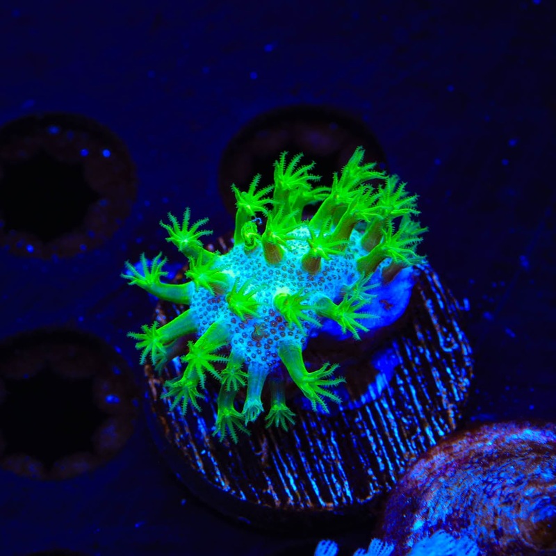 Neon Polyp Toadstool Coral