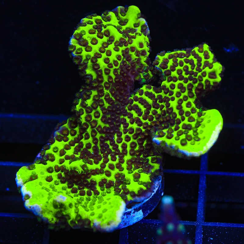 ORA Green Spongodes Montipora Coral