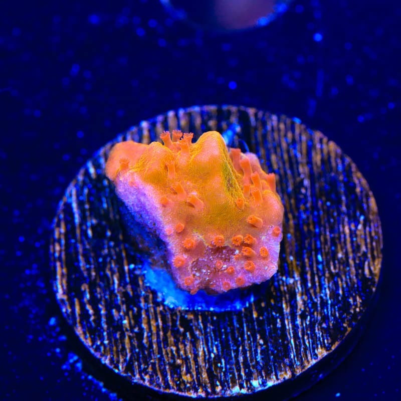 Orange Montipora Setosa Coral