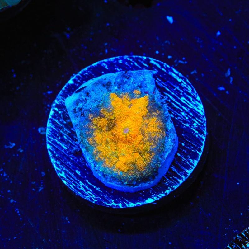 Pot of Gold Rhodactis Mushroom Coral