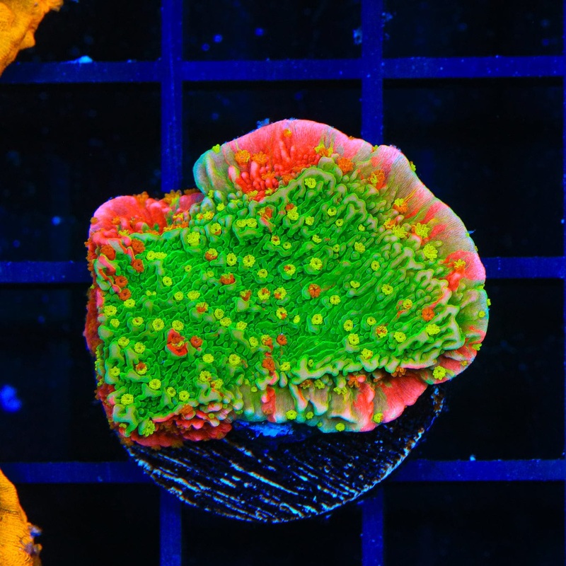 Premium WWC Sunfire Montipora Cap Coral