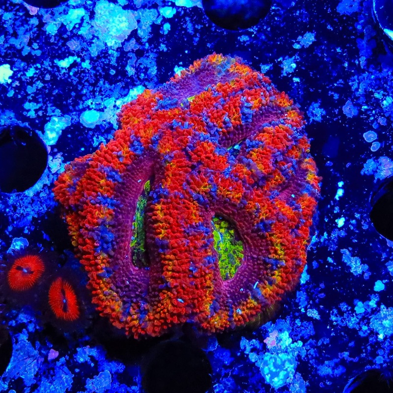 Rainbow Acan Colony Coral