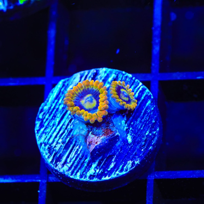 Rainbow Yoda Zoanthids Coral