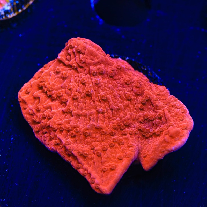 Red Montipora Cap Coral