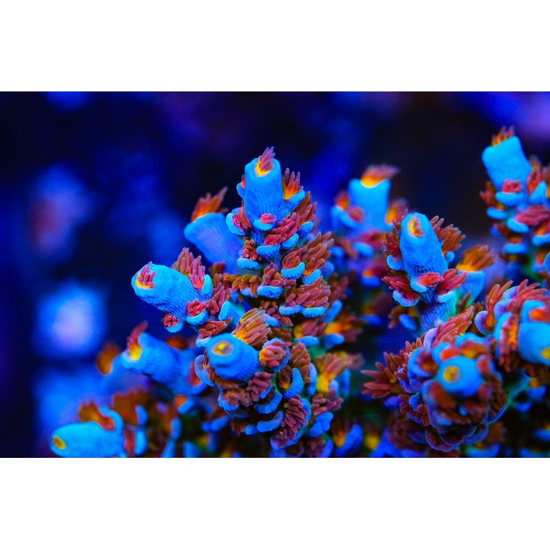 Reef Raft USA Angry Birds Acropora Coral