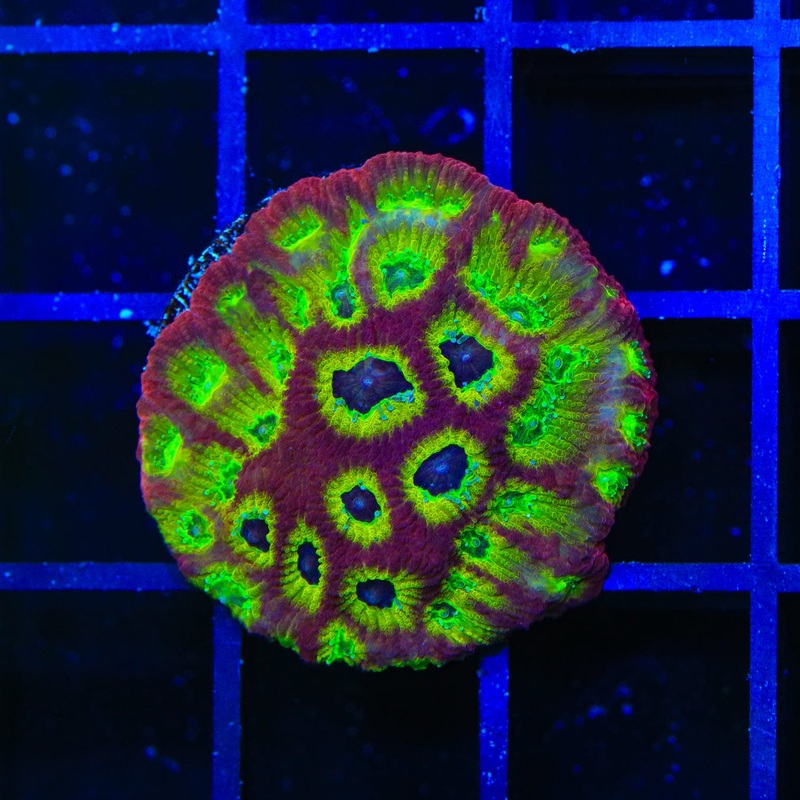 RR Spicy Lemon Favia Coral