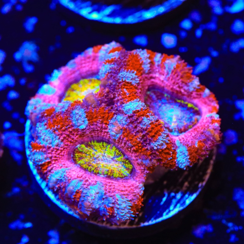 Strawberry Acan Coral