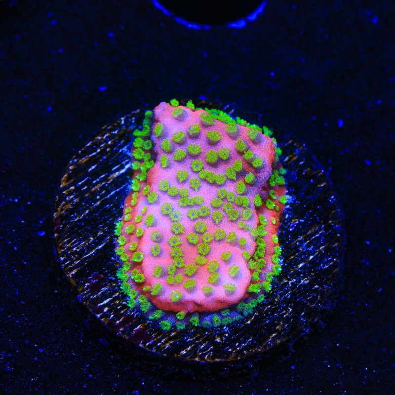 Sunset Montipora Coral