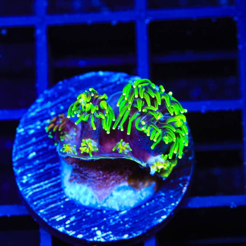 Super Sonic Galaxea Coral
