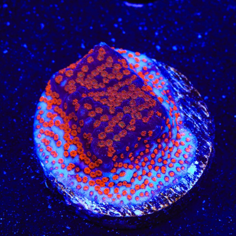 Superman Montipora Coral