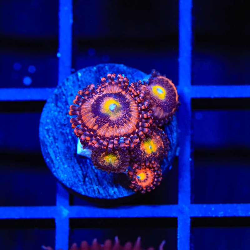 TG Sakura Zoanthids Coral