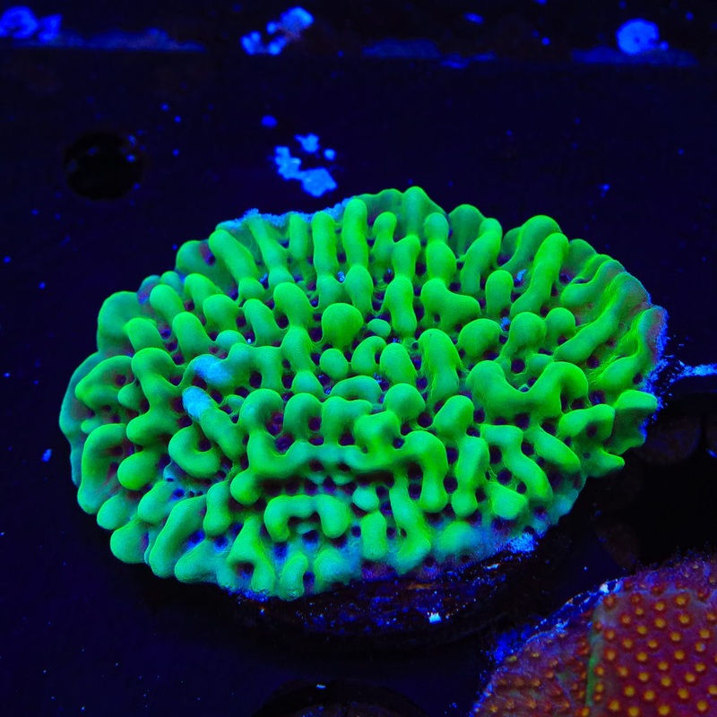 TSA Appleberry Montipora Coral