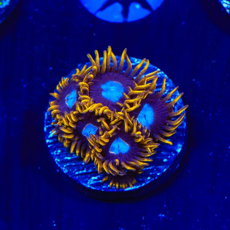 TSA Blue Eye Hornet Zoanthids Coral