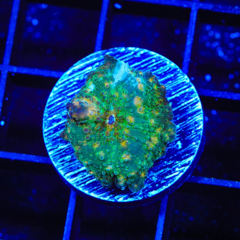TSA Camo Mushroom Coral