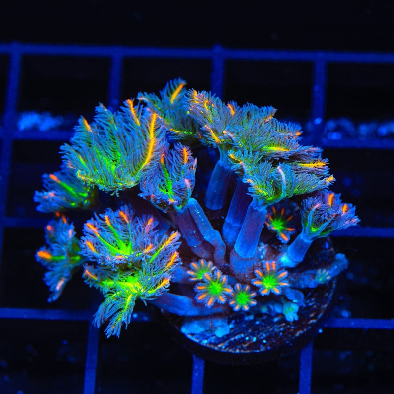TSA Candied Pumpkin Clove Polyp Coral