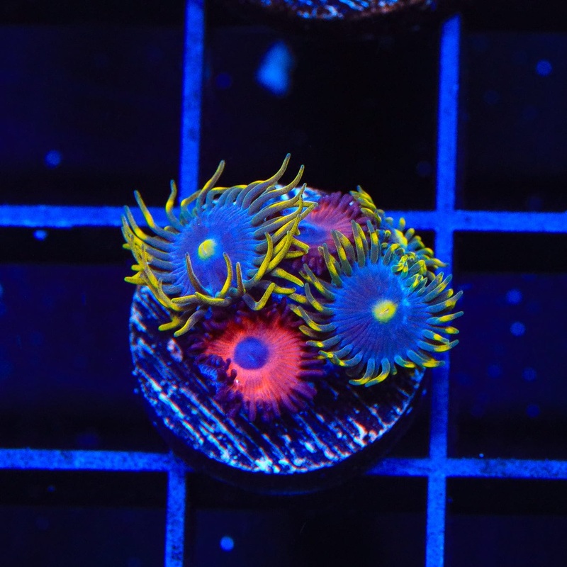 TSA Charmander and Smurfette Zoanthids Coral