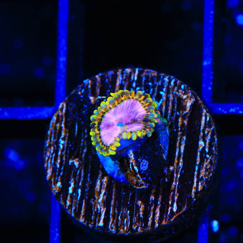TSA Chemically Altered Zoanthids Coral