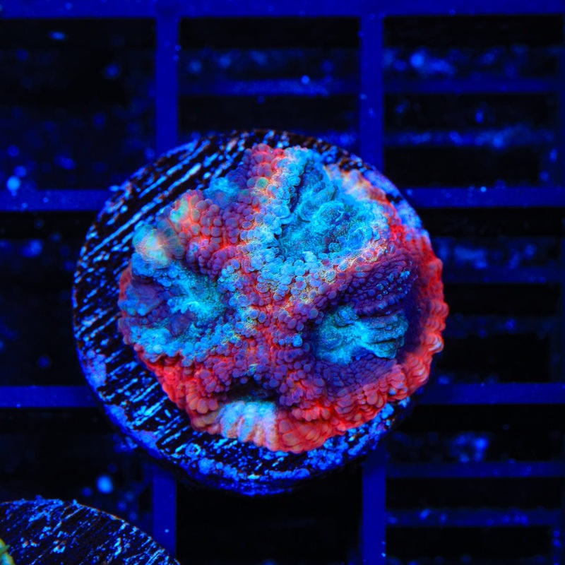 TSA Cherry Berry Favia Coral
