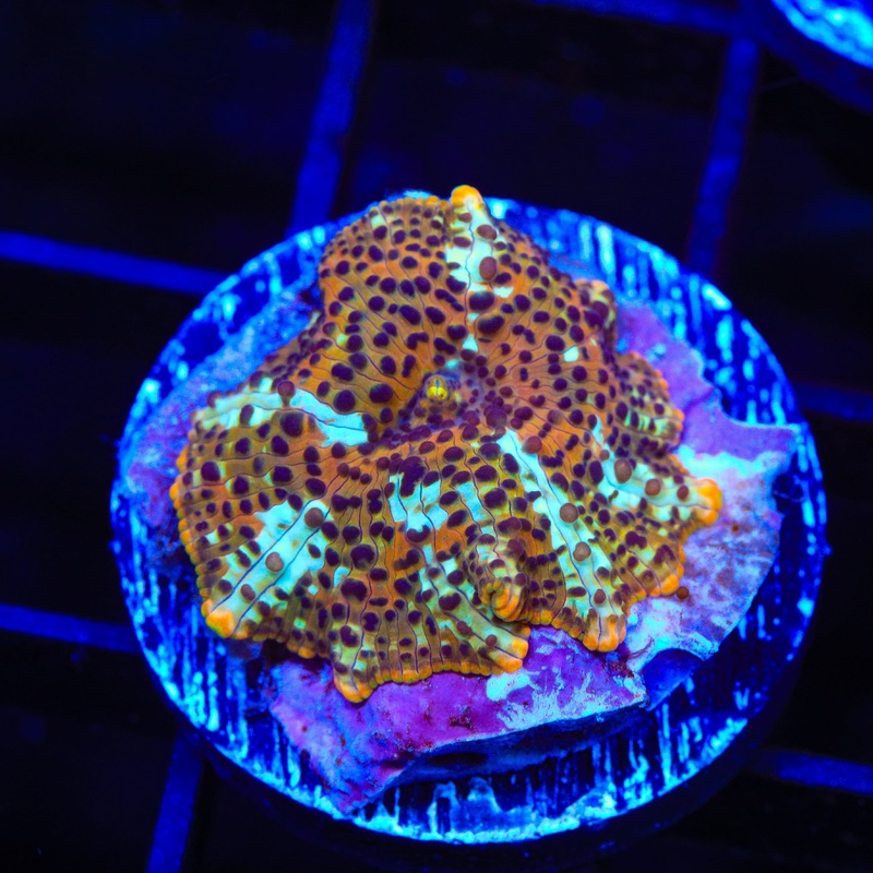 TSA Crossfire Mushroom Coral