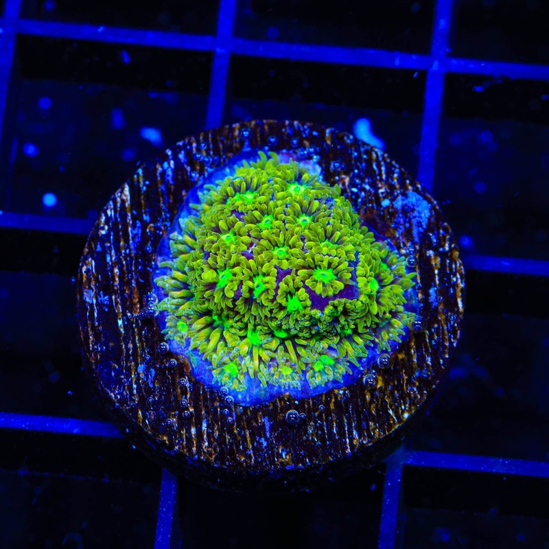 TSA Electric Daisy Leptastrea Coral